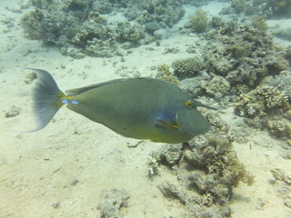 Bluespine Unicornfish