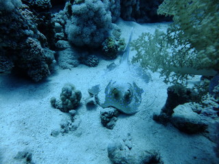 Bluespotted Stingray