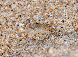 sea flea on the sea sand