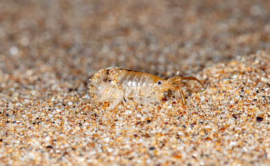 sea flea on the sea sand