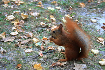 squirrel eating nut sitting on the ground