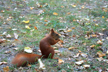 squirrel eating nut sitting on the ground