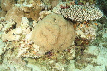 Bubble Coral