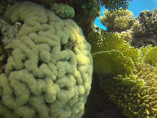 Bubble Coral