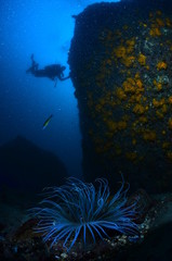 underwater photography in the mediterranean sea