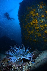 underwater photography in the mediterranean sea