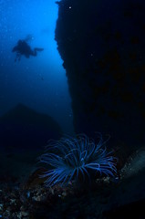 underwater photography in the mediterranean sea