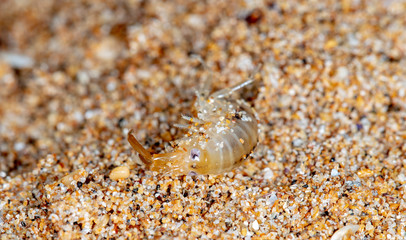 sea flea on the sea sand