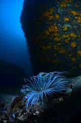 underwater photography in the mediterranean sea