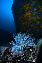 Naklejka na ściany i meble underwater photography in the mediterranean sea