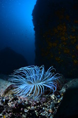 underwater photography in the mediterranean sea