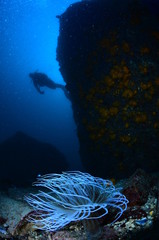 underwater photography in the mediterranean sea