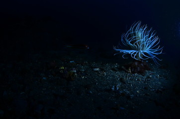 underwater photography in the mediterranean sea