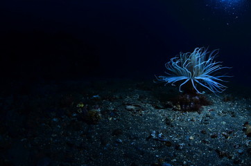 underwater photography in the mediterranean sea