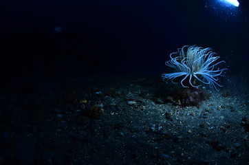 underwater photography in the mediterranean sea