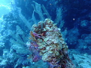 Coral