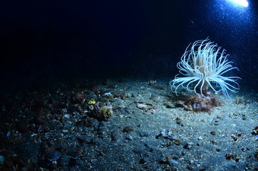 underwater photography in the mediterranean sea