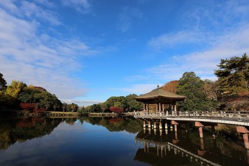 Fototapeta premium 奈良公園の紅葉