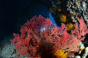 underwater photography in the mediterranean sea © samuelhuelin