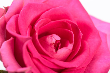 Fototapeta na wymiar Beautiful single pink rose isolated on white background