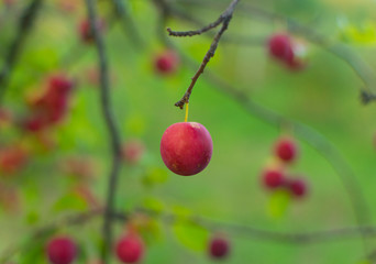 Fresh red plum in nice summer day