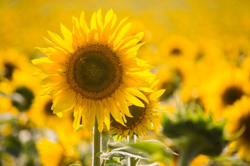Beautiful sunflower on the field close-up. Agrarian industry. Blurred background. Free space for text. Bright yellow petals. Green leaves.