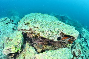 underwater photography in the mediterranean sea