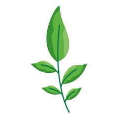 Isolated leaves vector design