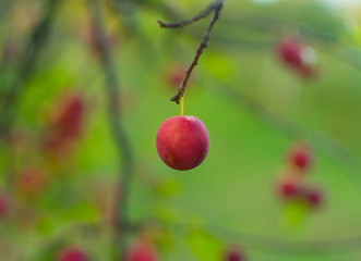 Fresh red plum in nice summer day