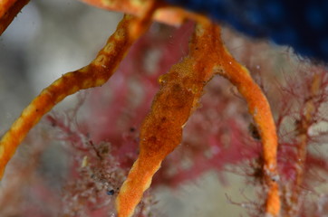 underwater photography in the mediterranean sea