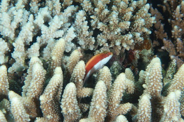 Juvenile Freckled Hawkfish