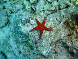 Ghardaqa Seastar