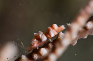 underwater photography in the mediterranean sea