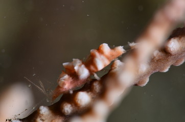 underwater photography in the mediterranean sea