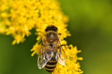 honey bee flies on blooming flowers and collecting pollen