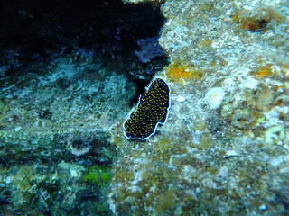 Goldspotted Flatworm
