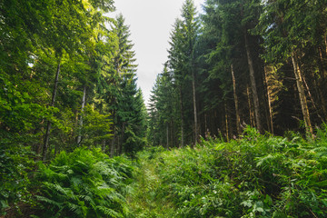 Untouched evergreen mountain forest on rainy summer day