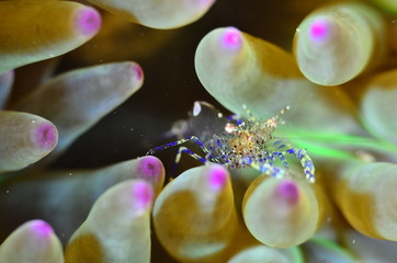 red sea horse in the mediterranena sea