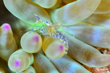 red sea horse in the mediterranena sea