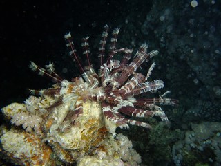 Klunzinger's Feather Star