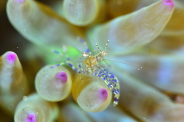 red sea horse in the mediterranena sea