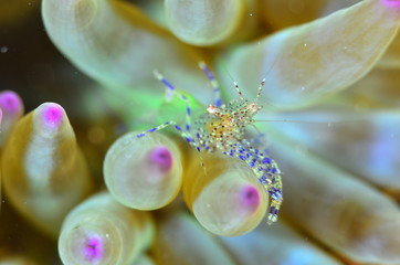 red sea horse in the mediterranena sea