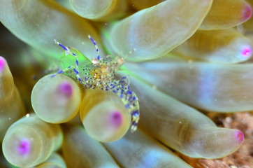 red sea horse in the mediterranena sea