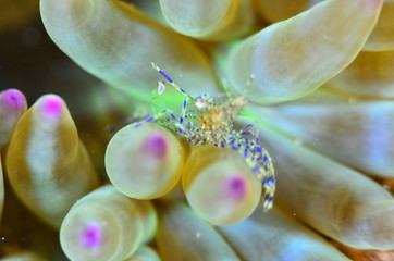 red sea horse in the mediterranena sea
