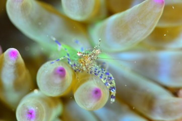 red sea horse in the mediterranena sea