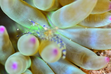 red sea horse in the mediterranena sea