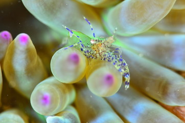 red sea horse in the mediterranena sea