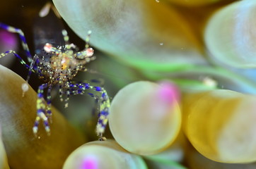red sea horse in the mediterranena sea