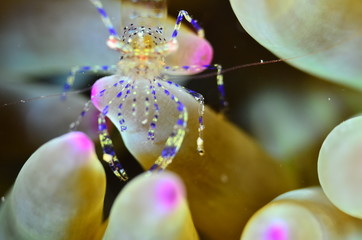 red sea horse in the mediterranena sea