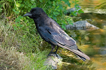 Black raven at the banks of a lake in Darmstadt, Hesse, Germany